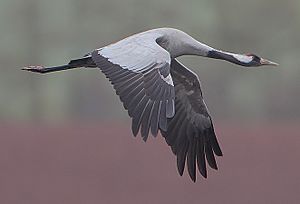 Archivo:Flickr - Rainbirder - Eurasian Crane (Grus grus) (cropped)