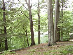 Archivo:Forêt de Soignes 05