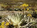 Frailejón merideño