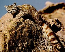 Gato andino