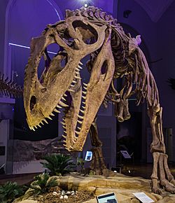 Giganotosaurus in Helsinki.jpg