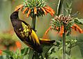 Golden-winged Sunbird (Drepanorhynchus reichenowi) -Kenya