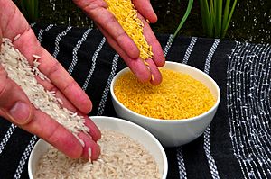 Archivo:Golden Rice