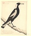 Gymnorhina tibicen, early drawing