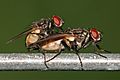 Housefly mating