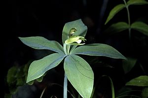 Archivo:Isotria medeoloides2