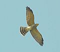 Juvenile Chinese Sparrowhawk in flight