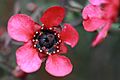 Leptospermum Wiri Donna flower
