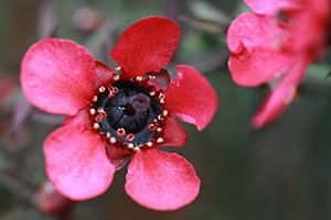Archivo:Leptospermum Wiri Donna flower