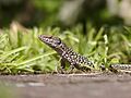 Lizard
