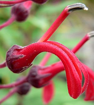 Archivo:Lobelia tupa flower