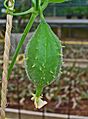 Luffa operculata 03