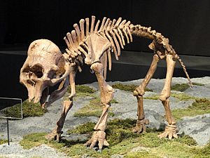 Archivo:Mammuthus columbi (young) - Natural History Museum of Utah - DSC07258