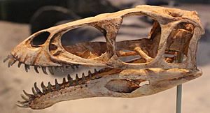 Archivo:Masiakasaurus skull at FMNH