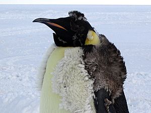 Archivo:Molting Emperor Penguin