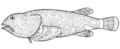 Neophrynichthys latus (Dark toadfish)