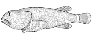 Archivo:Neophrynichthys latus (Dark toadfish)