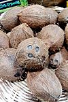Archivo:Noix de coco de culture biologique de Côte d'Ivoire, dans une boutique du onzième arrondissement de Paris, France
