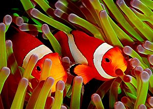 Archivo:Ocellaris clownfish, Flickr