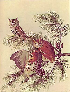 Archivo:Otus asio audubon