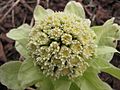 Petasites japonicus Russia