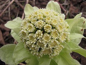 Archivo:Petasites japonicus Russia