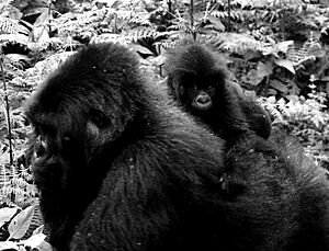Archivo:Piggyback