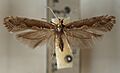 Plutella.maculipennis.mounted