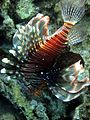 Pterois miles red sea