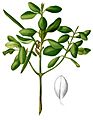 Rhizophoreae sp Blanco2.415-cropped