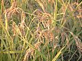Rice Japonica Koshihikari