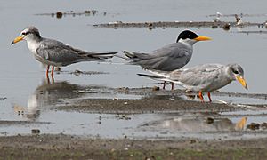 Archivo:River Tern (Sterna aurantia)- Adult & Immature W IMG 9721