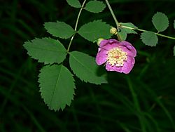 Rosa gymnocarpa 15142.JPG