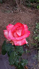 Archivo:Rosa naranja en flor