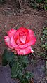 Rosa naranja en flor