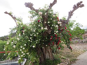 Archivo:Rosal monumental de Abenfigo-Castellote (Teruel)