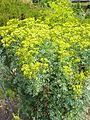Ruta chalepensis11