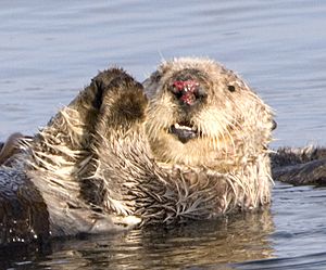 Archivo:Sea otter with injured nose