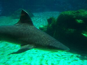 Archivo:Shark in predator tank at turtle farm