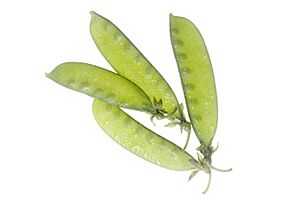 Archivo:Snow peas