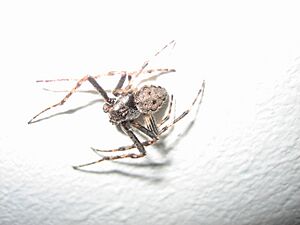 Archivo:Spinne original