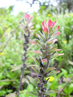 Starr 040713-0124 Castilleja arvensis.jpg