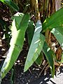 Starr 071024-0438 Heliconia collinsiana