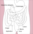 Stomach colon rectum diagram-es