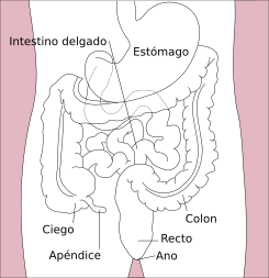 Stomach colon rectum diagram-es.svg
