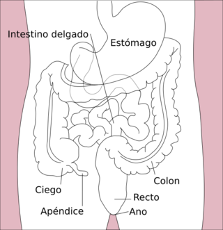 Stomach colon rectum diagram-es.svg