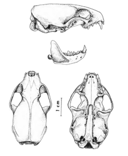 The contemporary land mammals of Egypt (including Sinai) (1980) Fig. 124.png