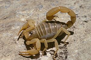 Archivo:The giant hairy scorpions native to Death Valley appear ominous, but their sting is less potent than other scorpions. They are (9d12db0c-d774-43ae-a49b-f2ed9a0696ba)