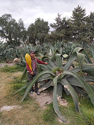 Archivo:Tlachiquero en Hidalgo
