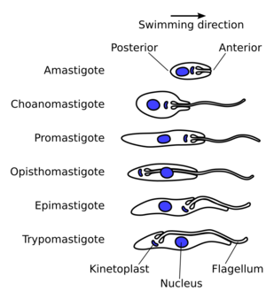 Archivo:TrypanosomatidMorphologies PlainSVG